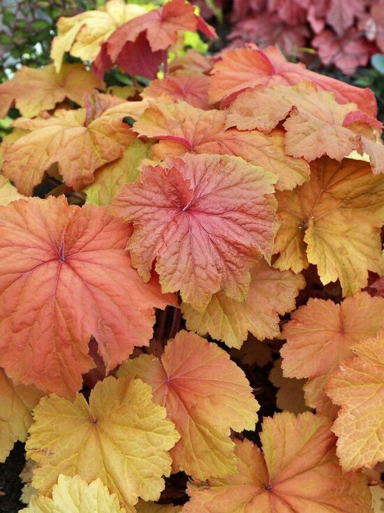 Heuchera Mega Caramel